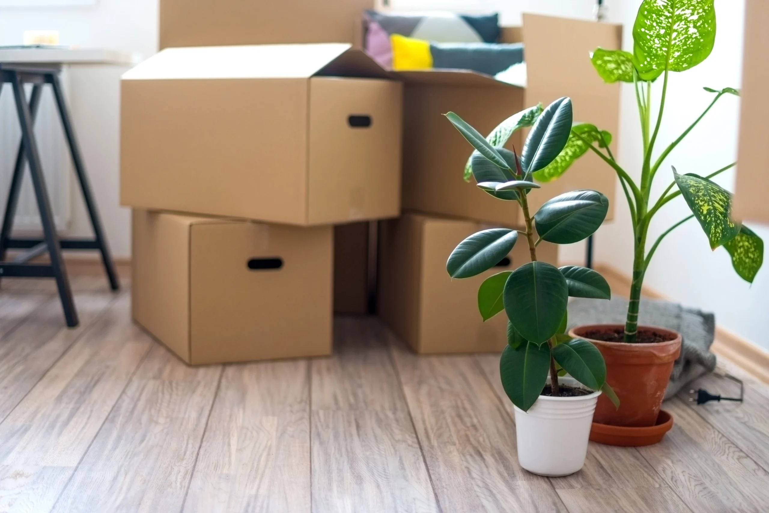 how to move with plants