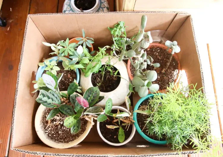 move plants with us
